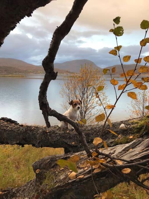 Trivelig Fritidshus Pa Arnes, Senja Straumstad Exteriör bild